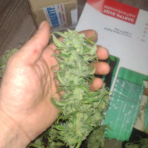 Tutankhamon growlog timeline photo