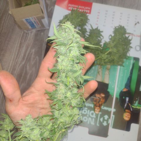 Tutankhamon growlog timeline photo