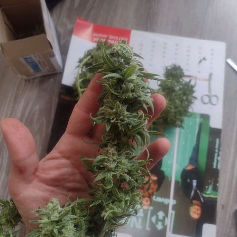 Tutankhamon growlog timeline photo