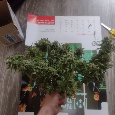 Tutankhamon growlog timeline photo