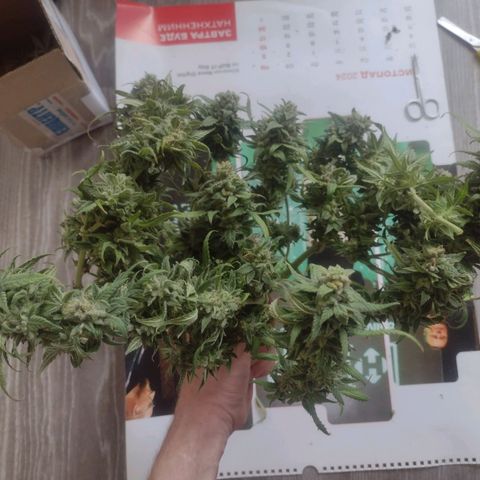 Tutankhamon growlog timeline photo