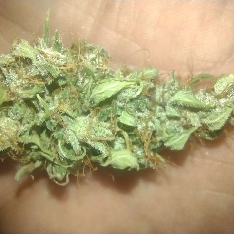 White Berry  growlog timeline photo