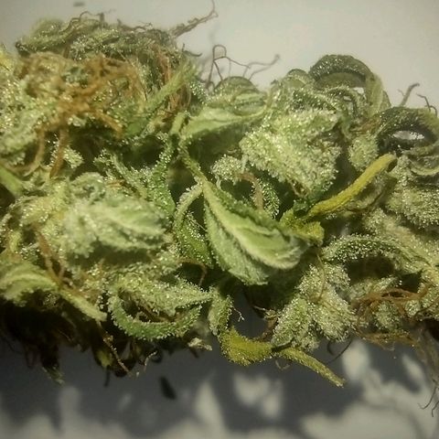 White Berry  growlog timeline photo