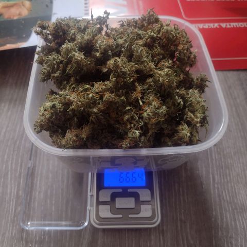 White Berry  growlog timeline photo