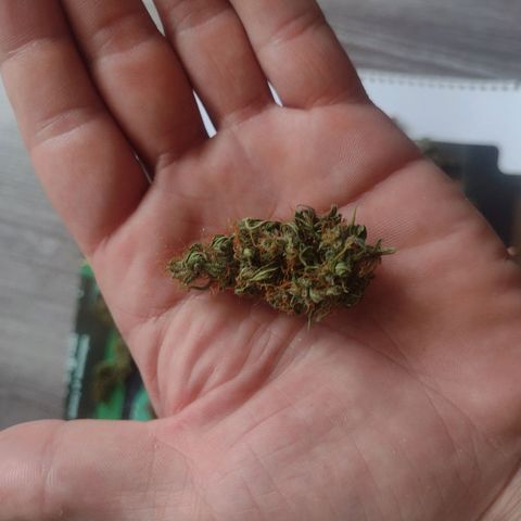 White Berry  growlog timeline photo