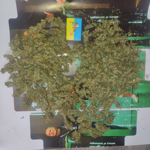 White Berry  growlog timeline photo