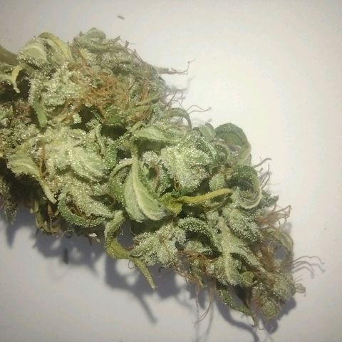 White Berry  growlog timeline photo