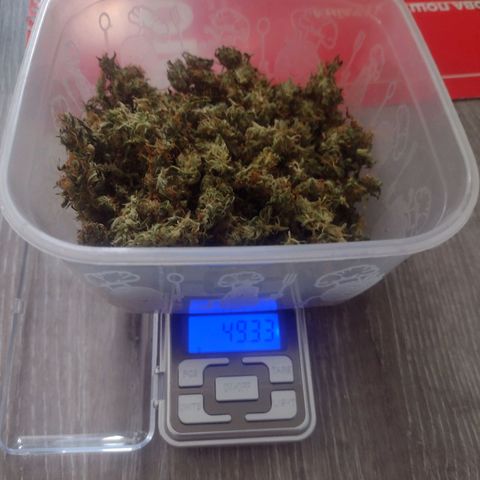 White Berry  growlog timeline photo