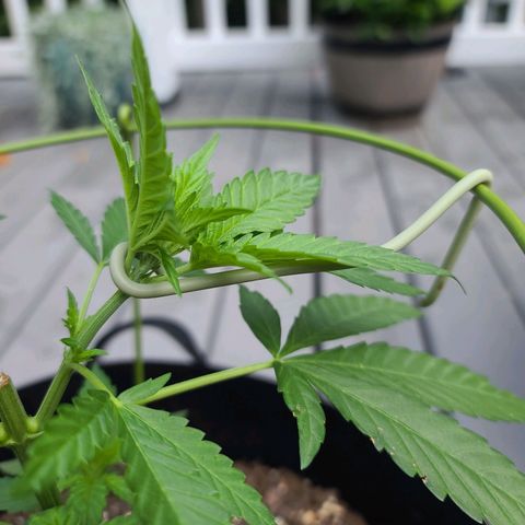 Pineapple Express growlog photo: Securing the the top now that the cage is in place. 