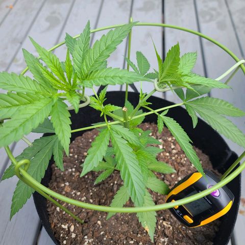 Pineapple Express growlog photo: Securing the the top now that the cage is in place. 