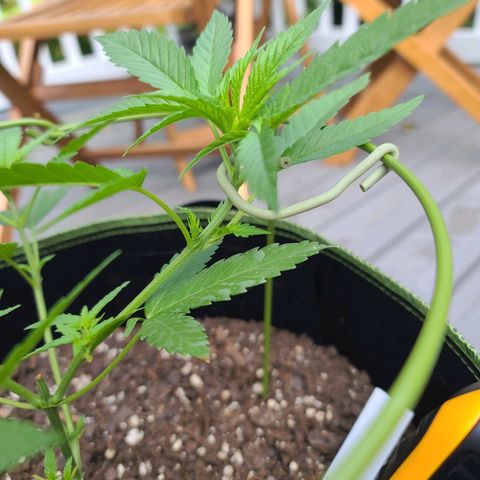 Blueberry OG growlog photo: Mainline plant. Securing upper branches 2 to expand sun coverage 