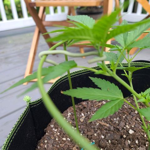 Blueberry OG growlog photo: Mainline plant. Securing upper branches 2 to expand sun coverage 
