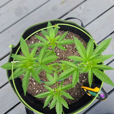 Blueberry OG growlog photo: Mainline plant. Securing upper branches 2 to expand sun coverage 