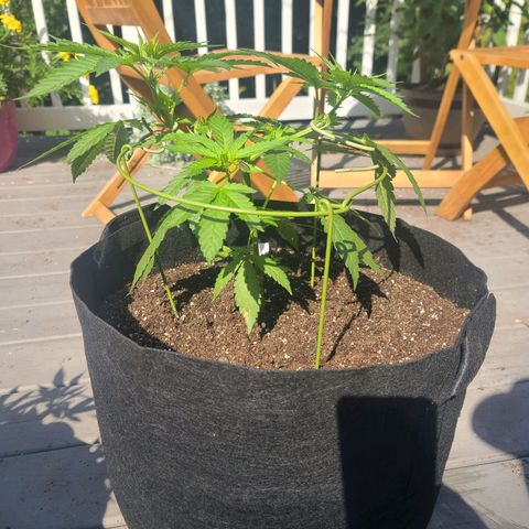 Pineapple Express growlog photo: Preparing for 2nd topping.