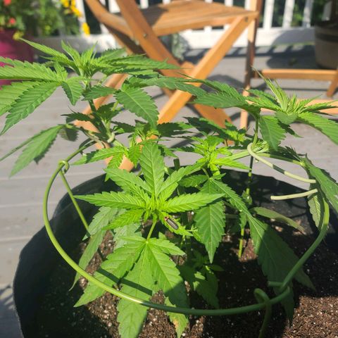 Pineapple Express growlog photo: Preparing for 2nd topping.