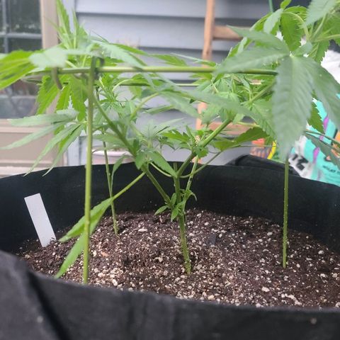 Blueberry OG growlog timeline photo