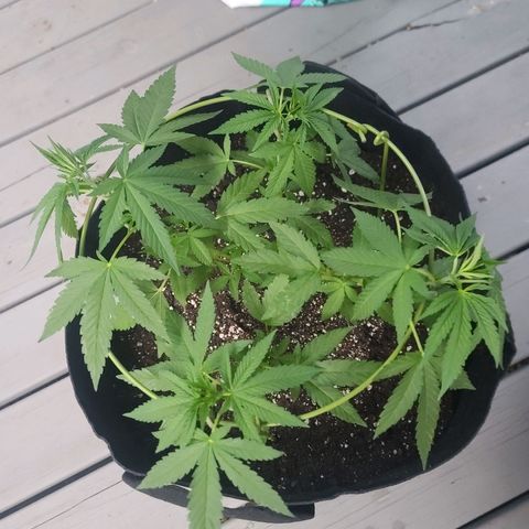 Blueberry OG growlog timeline photo