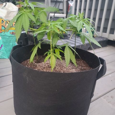 Pineapple Express growlog timeline photo