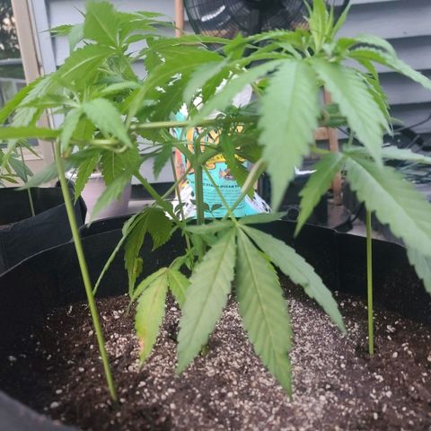 Pineapple Express growlog timeline photo