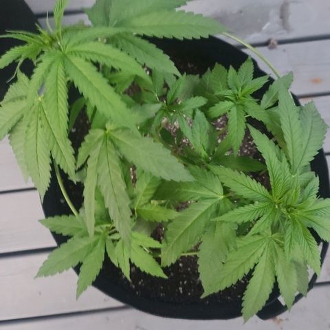 Pineapple Express growlog timeline photo