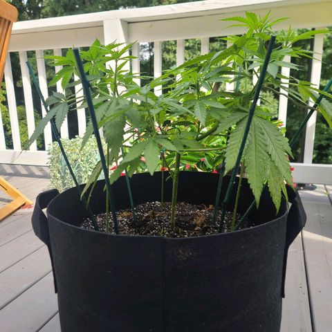 Pineapple Express growlog timeline photo