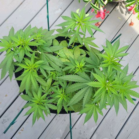 Pineapple Express growlog timeline photo