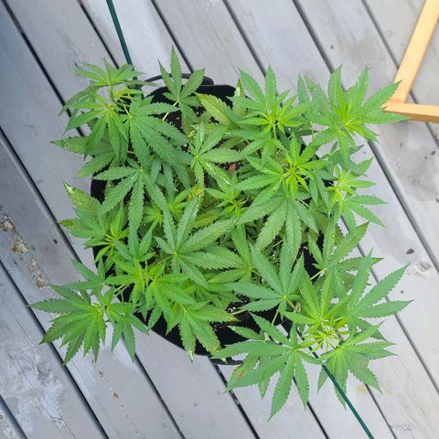 Blueberry OG growlog timeline photo
