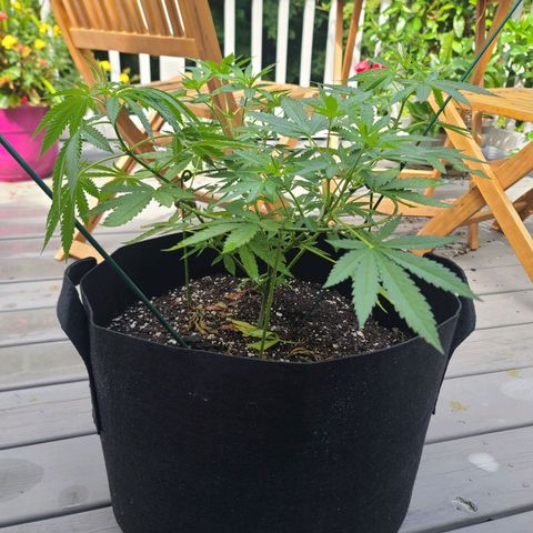 Blueberry OG growlog timeline photo