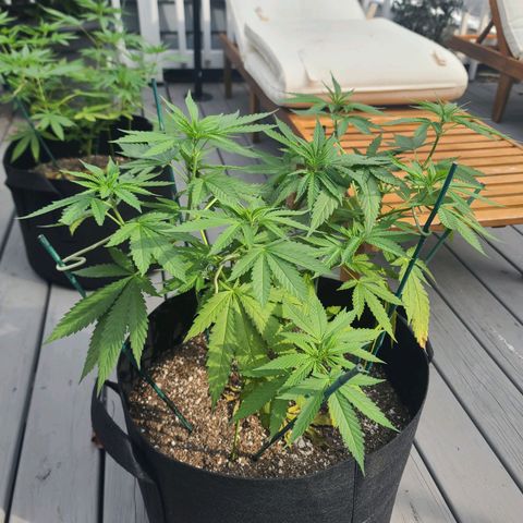 Pineapple Express growlog photo: Yellowing
