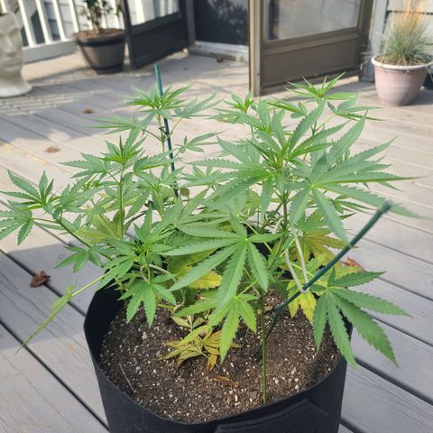 Pineapple Express growlog photo: Yellowing