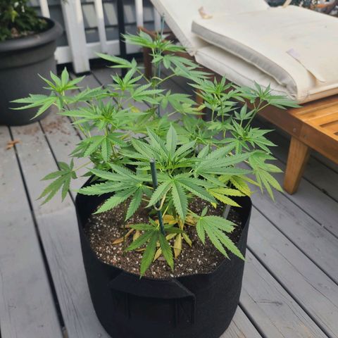 Blueberry OG growlog photo: Slight yellowing