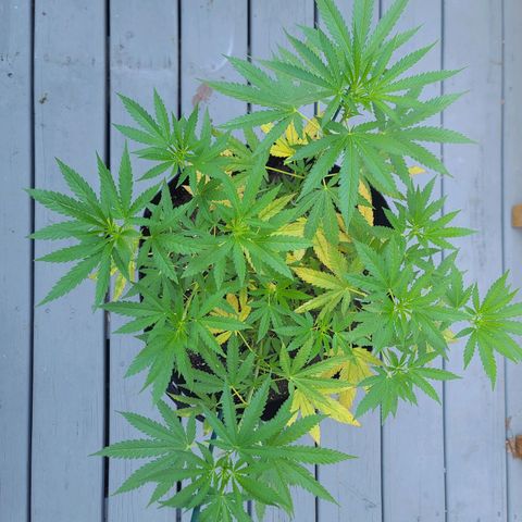 Blueberry OG growlog photo: Half gallon of sledgehammer added. Hoping leaves will stop yellowing. 