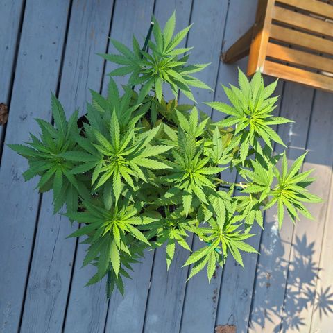 Pineapple Express growlog photo: Half gallon of sledgehammer added