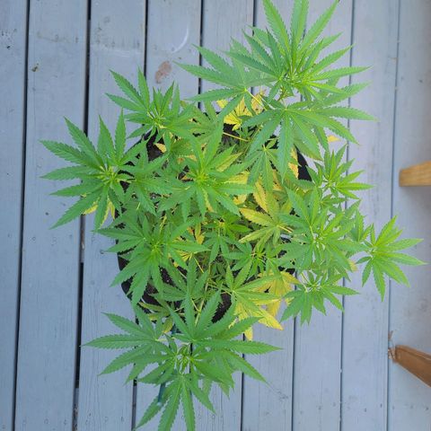 Blueberry OG growlog timeline photo