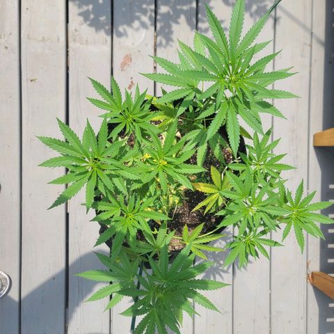 Blueberry OG growlog photo: After proning lower branches