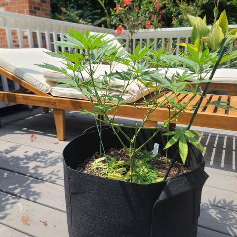 Blueberry OG growlog photo: After proning lower branches