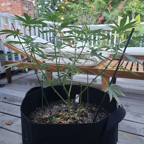 Blueberry OG growlog timeline photo