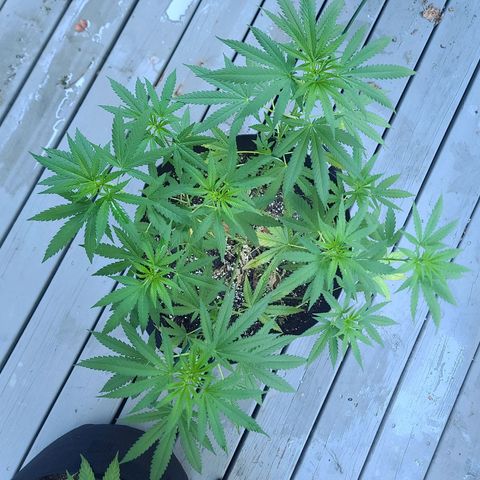 Blueberry OG growlog timeline photo