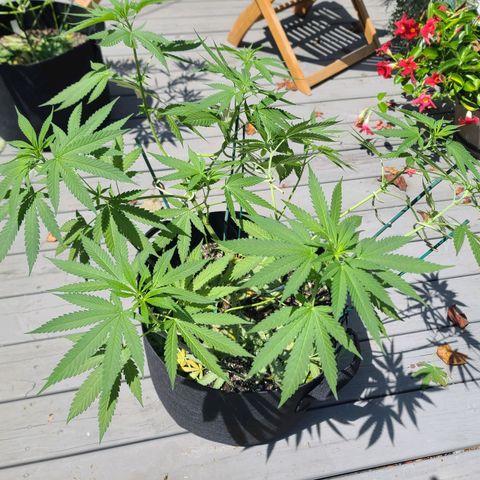 Pineapple Express growlog timeline photo
