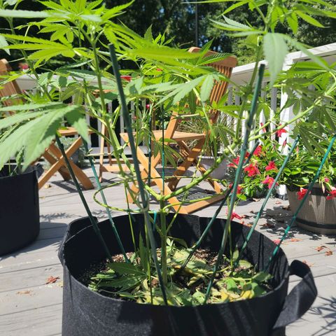 Pineapple Express growlog timeline photo