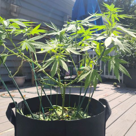 Pineapple Express growlog timeline photo