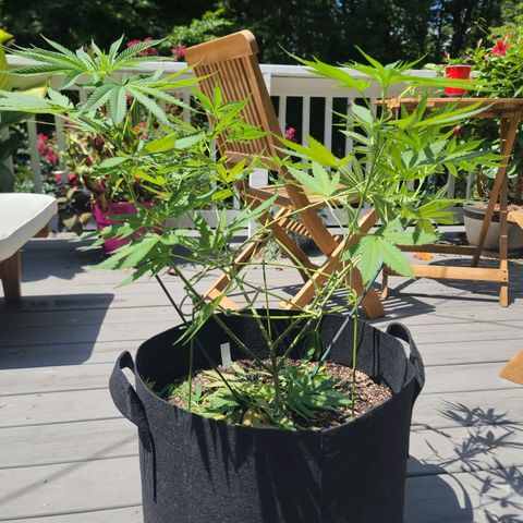 Blueberry OG growlog timeline photo