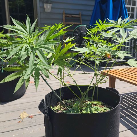 Blueberry OG growlog timeline photo