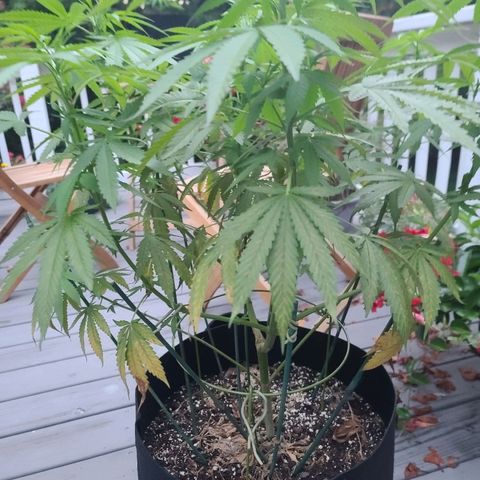 Blueberry OG growlog timeline photo