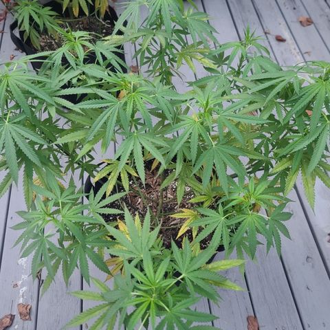 Blueberry OG growlog timeline photo