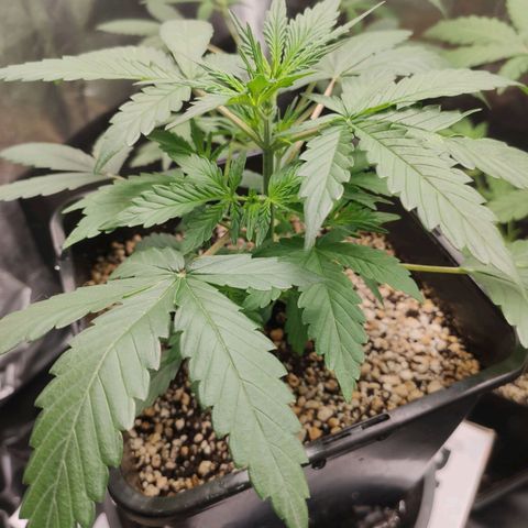 AK XXL Auto growlog timeline photo