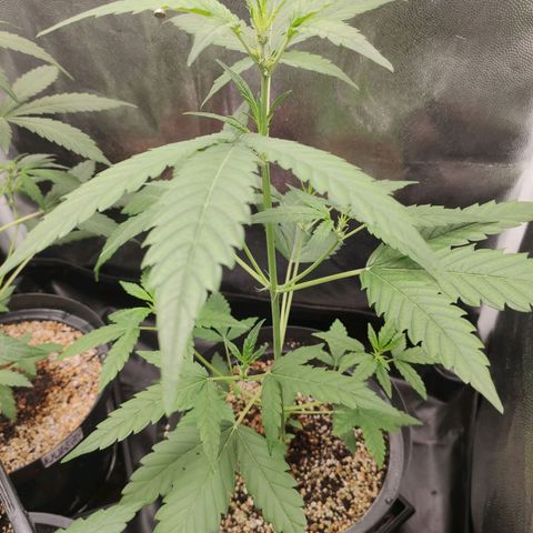 London Cheese XXL Auto growlog timeline photo