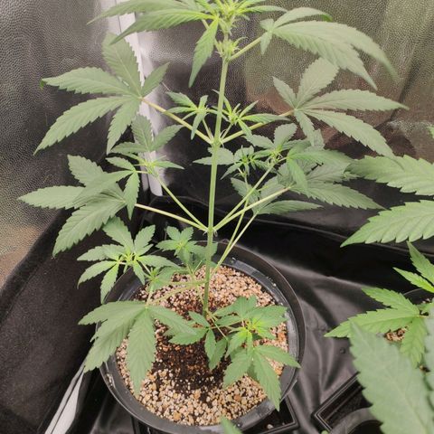 Amnesia XXL Auto growlog timeline photo