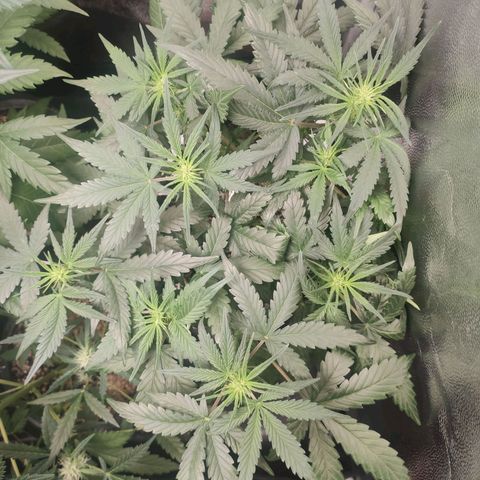 AK XXL Auto growlog timeline photo