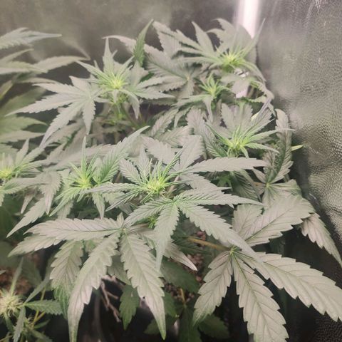 AK XXL Auto growlog timeline photo